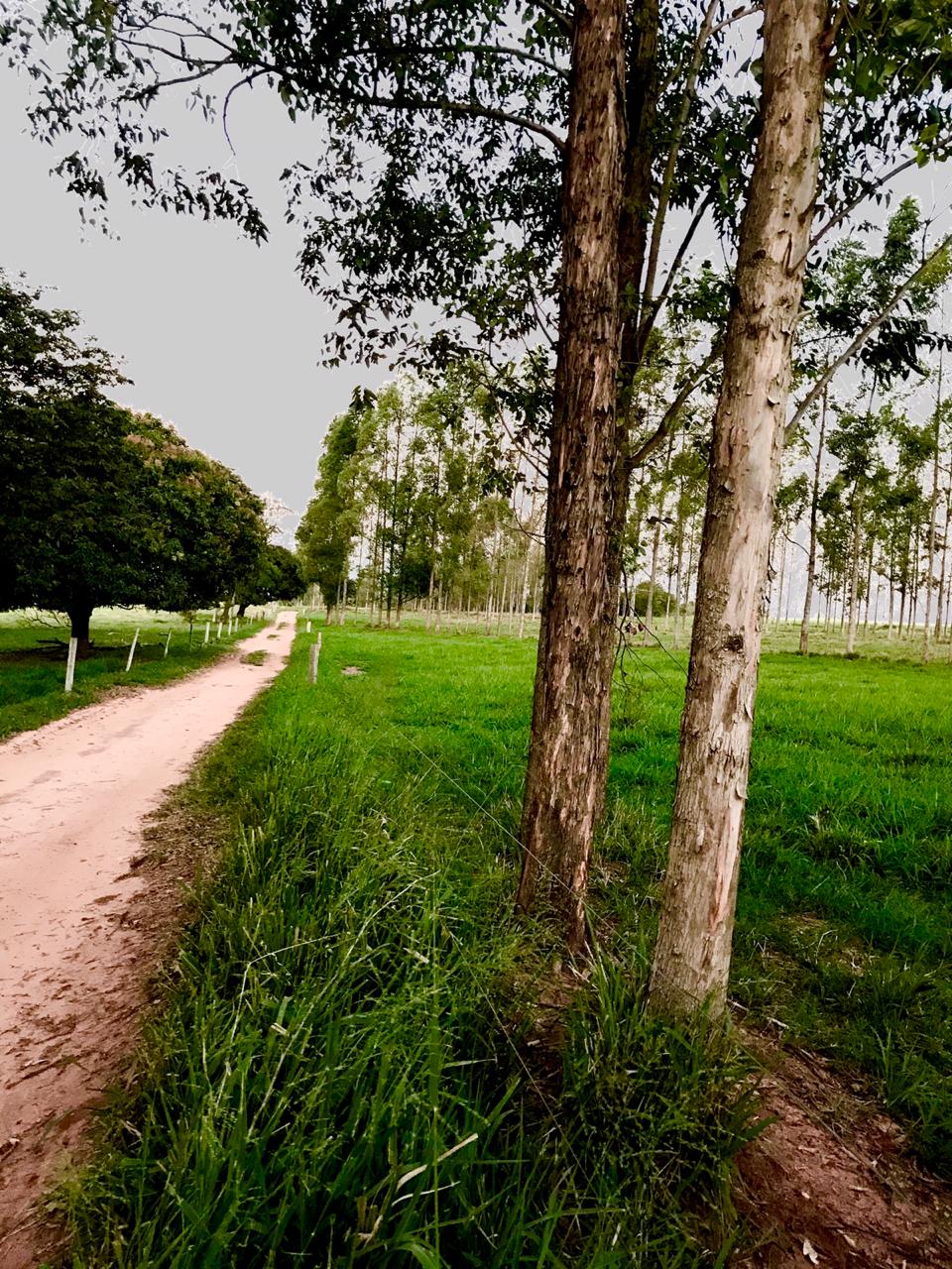 Chácara à venda - 20000m² - Estrada Jaborandi — foto 4