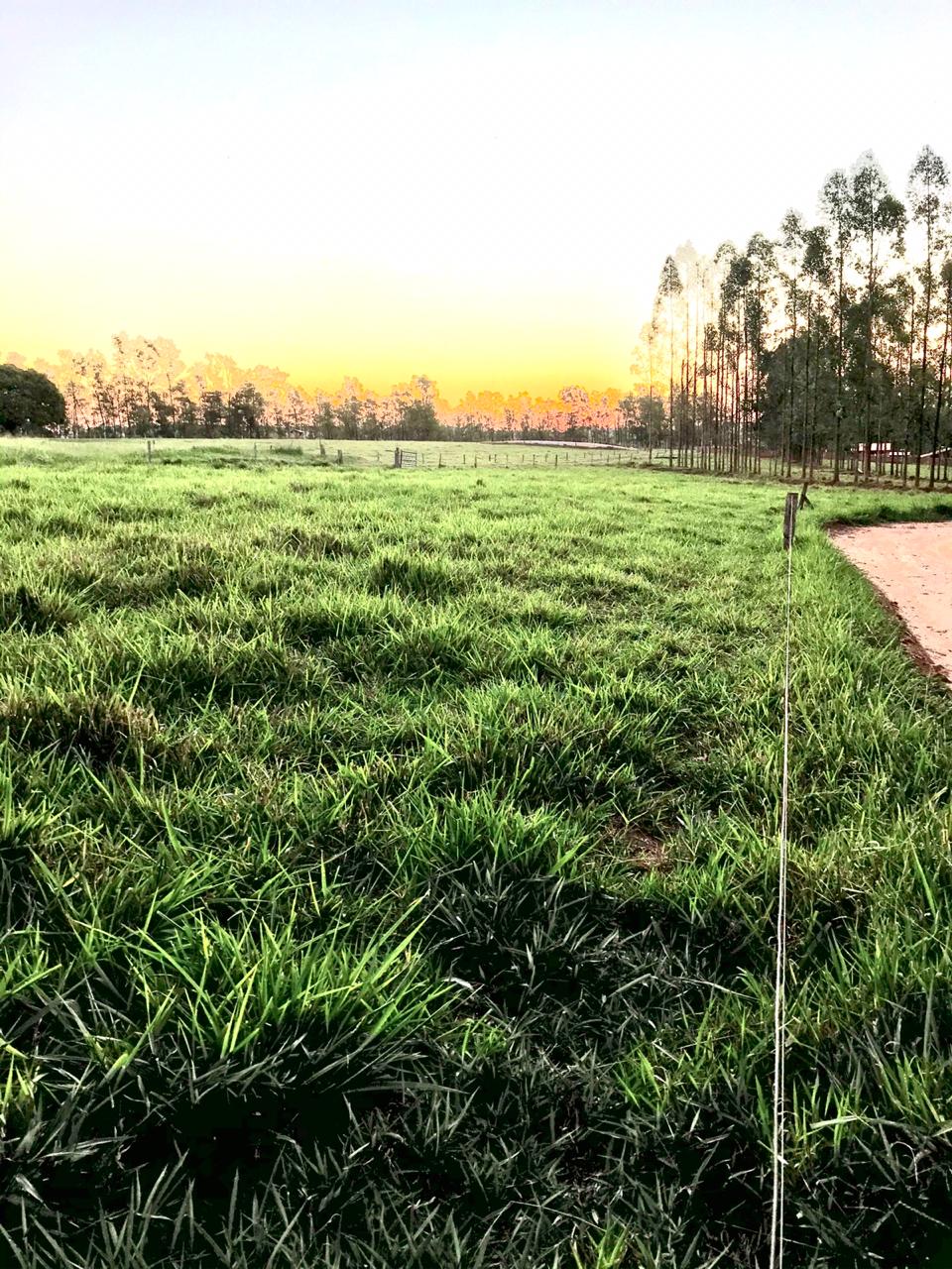 Chácara à venda - 20000m² - Estrada Jaborandi — foto 6