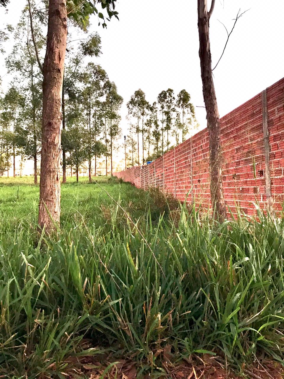 Chácara à venda - 20000m² - Estrada Jaborandi — foto 9