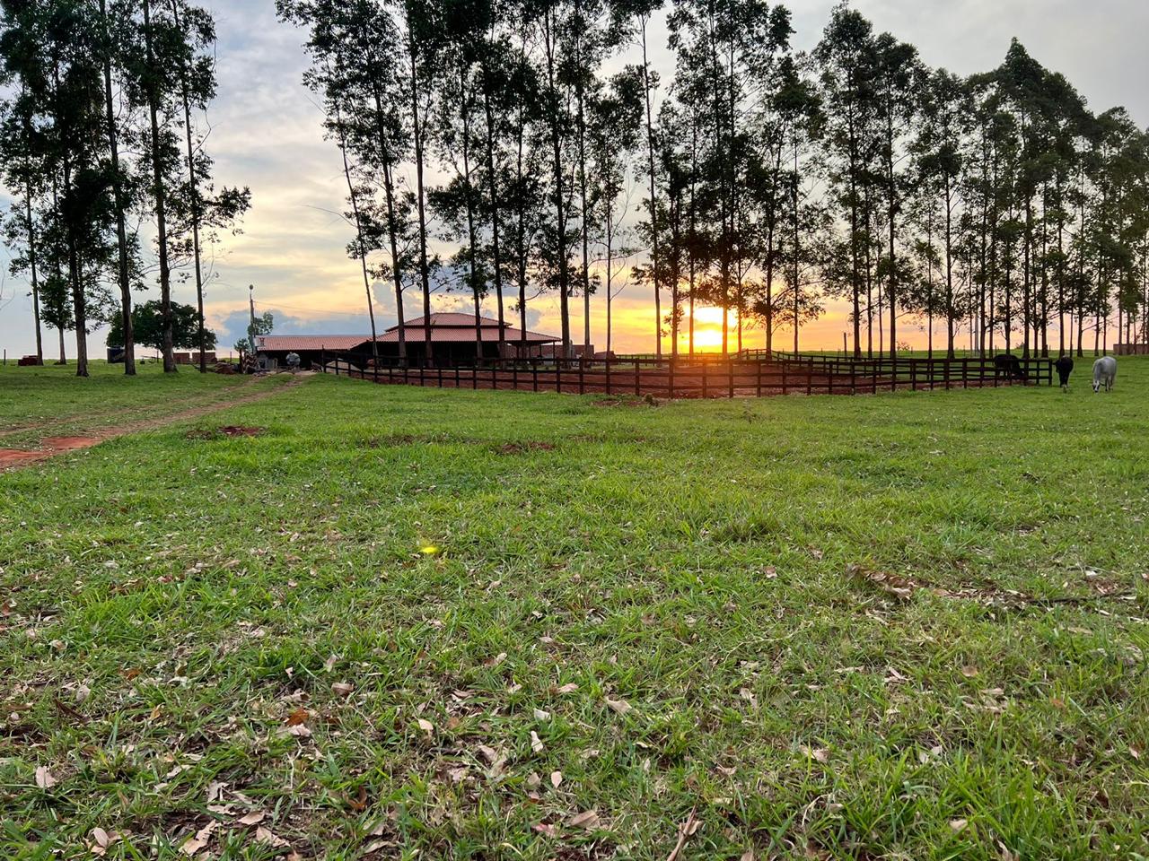 Chácara à venda - 20000m² - Estrada Jaborandi — foto 11