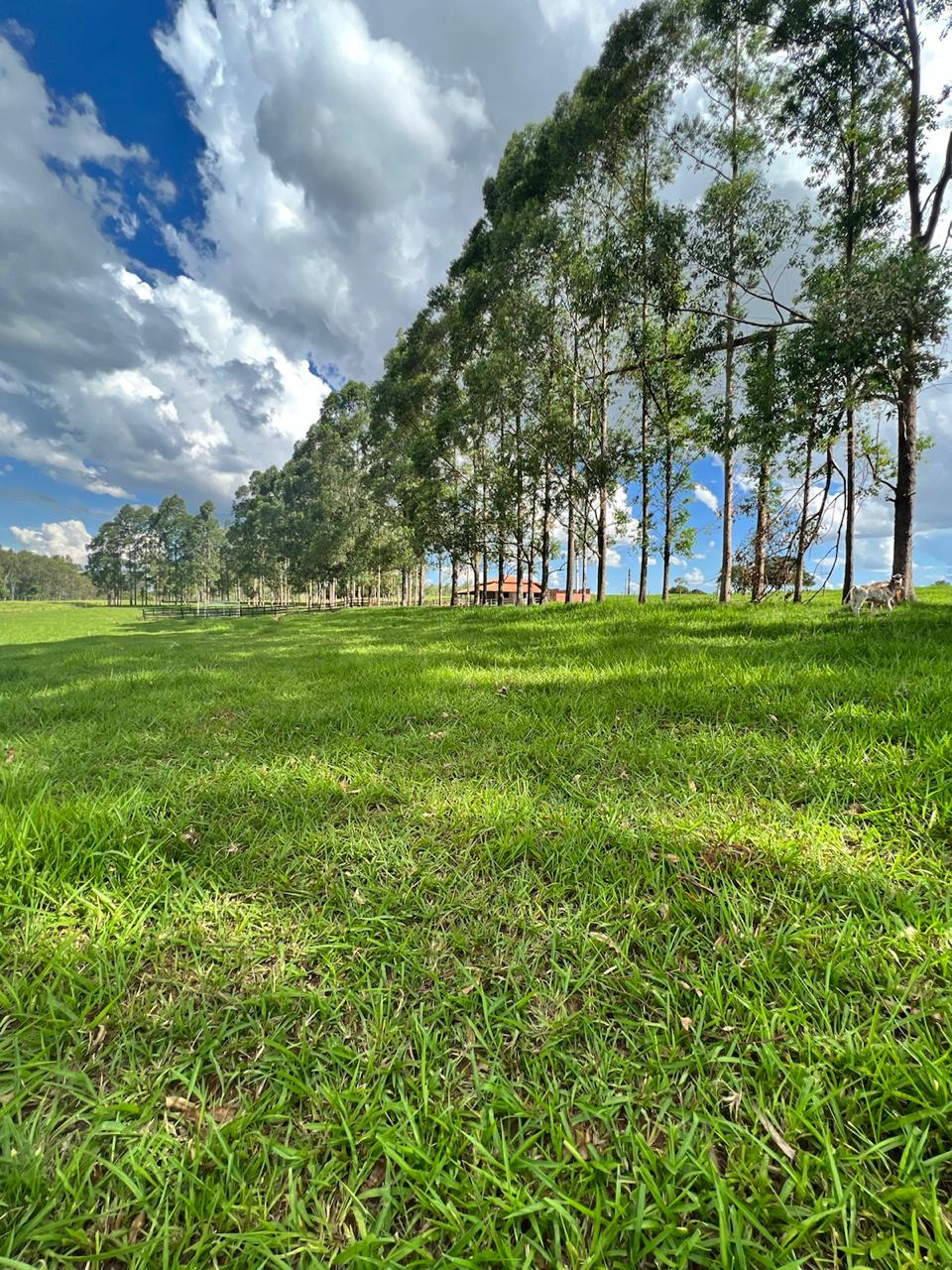 Chácara à venda - 20000m² - Estrada Jaborandi — foto 16