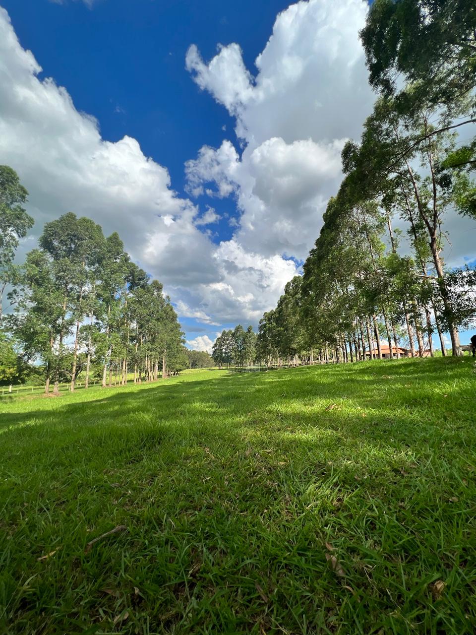 Chácara à venda - 20000m² - Estrada Jaborandi — foto 17