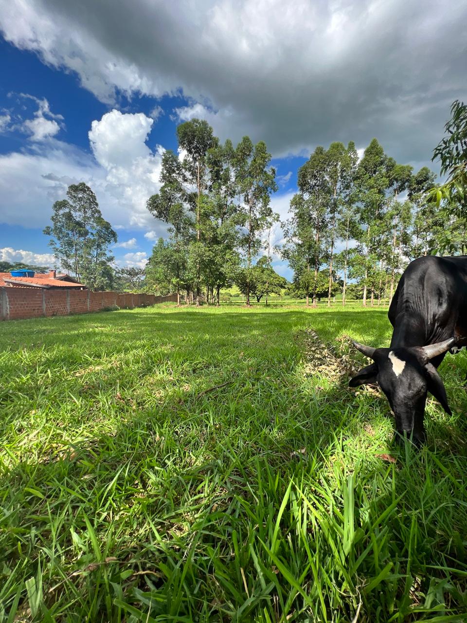 Chácara à venda - 20000m² - Estrada Jaborandi — foto 18