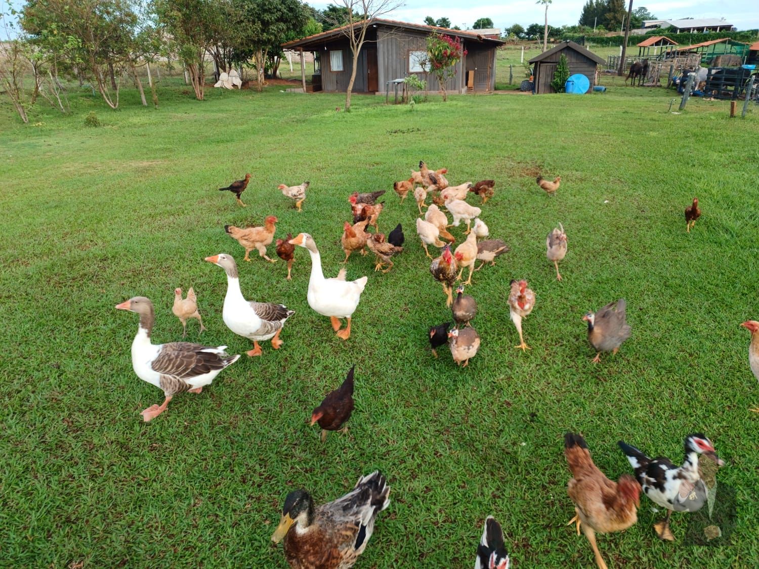 Chácara à venda - 20m² - Estrada Jaborandi — foto 9