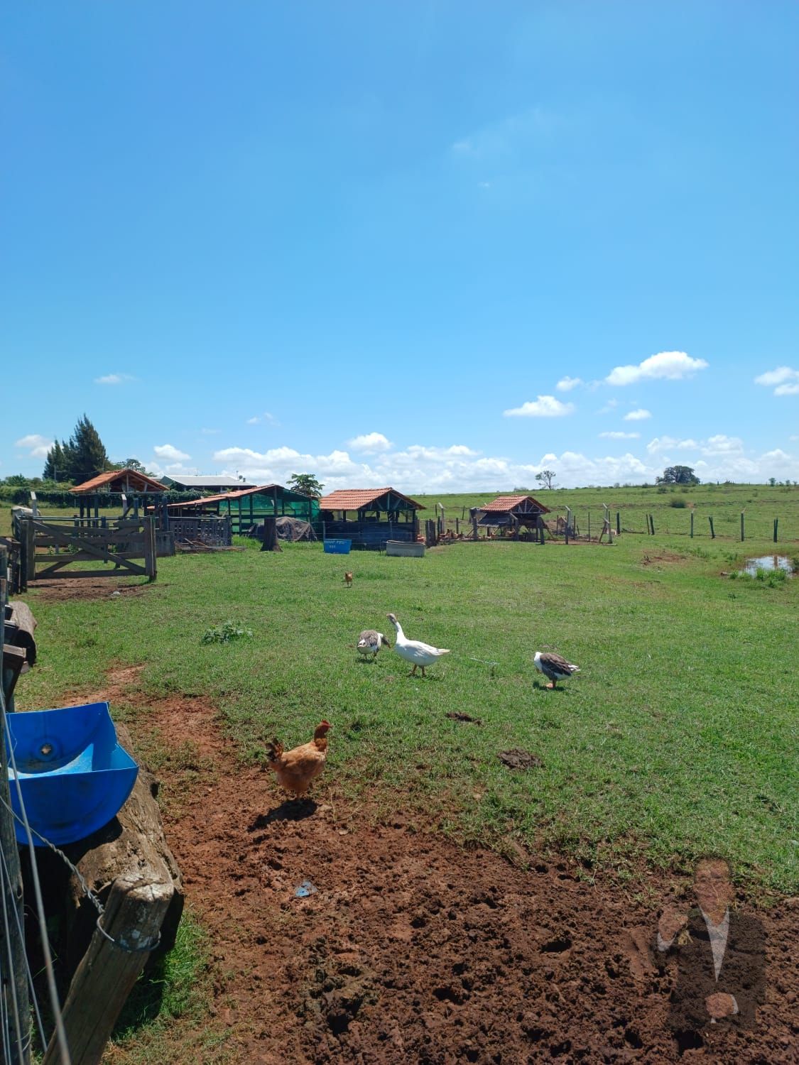 Chácara à venda - 20m² - Estrada Jaborandi — foto 17